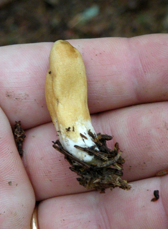 Clavariadelphus ligula?